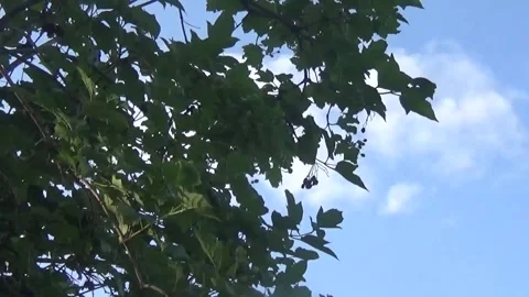 Maple tree camera shot from bottom side to right against summer blue sky Vídeos de archivo 312787992