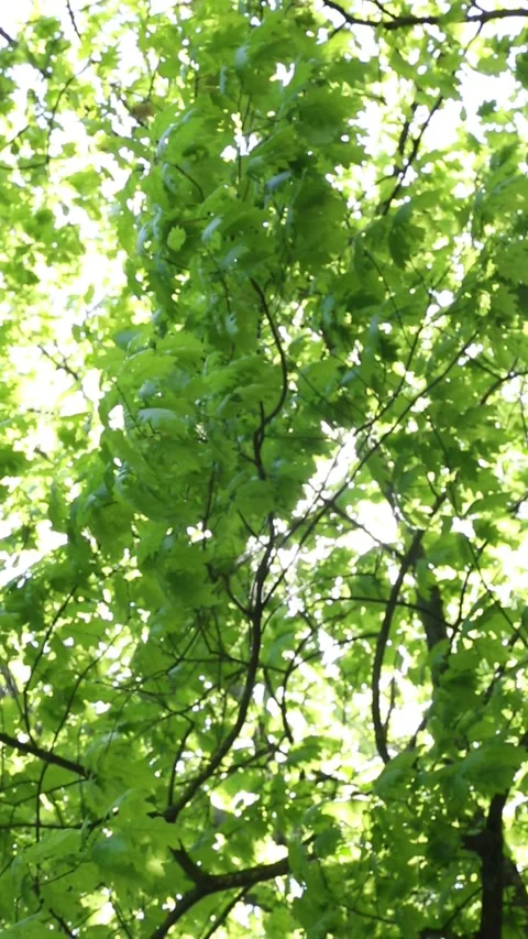 Maple tree canopy with sunlight filtering through dense green foliage Video stock 309535827
