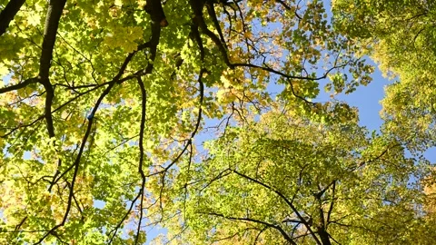 Maple tree canopy swaying in autumn forest under blue sky Stock Footage 331244263