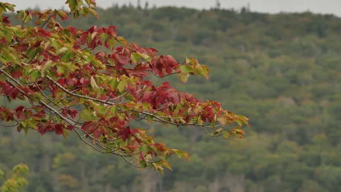 Maple tree changing leaves fall Canada Stock Footage 231238790