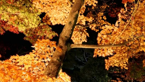 Maple tree with colorful leaves with lights at night Stock Footage 234082177