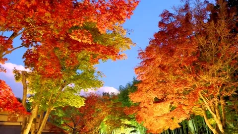 Maple tree with colorful leaves with lights at dusk Stock Footage 234082422