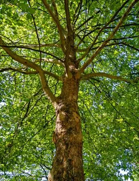 Maple tree cortex texture. Tree bole and foliage on a sky background Stockfoto's