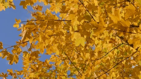 Maple tree crown in sunlight Stock Footage 81090615