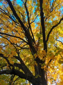 Maple tree crown with yellow leaves in October Stock Photos