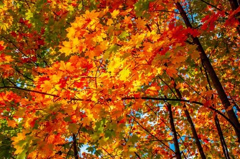Maple tree crowns withe yellow, orange and red leaves in October, view from t Stock Photos