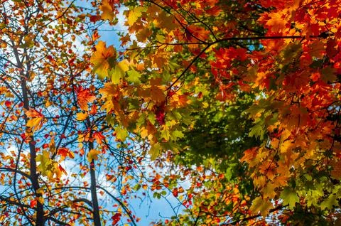 Maple tree crowns withe yellow, orange, red and green leaves at fall, view fr Stock Photos