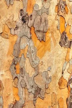 Maple tree crust texture pattern Stock Photos