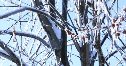 Maple tree with crystal icicles hanging from branches Stock Footage 106271974