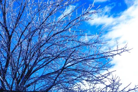 Maple tree with crystal icicles hanging from branches. Weather spring calamit Stock Photos