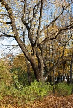 Maple tree with dry yellow leaves Stock Photos
