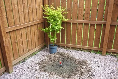 Maple tree during planting sequence in house garden Stock Photos