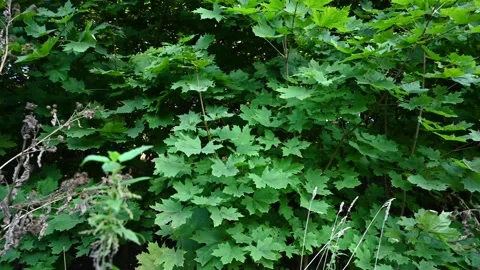 Maple tree on the edge of the forest in summer. Panorama video. Stock Footage 161182369