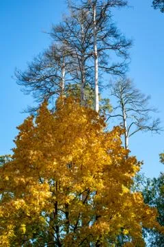 Maple tree in the fall against the background Stock Photos