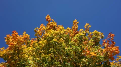Maple tree in fall colors against clear blue sky Stock Photos