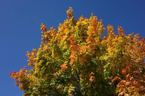 Maple tree in fall colors against clear blue sky Stock Photos