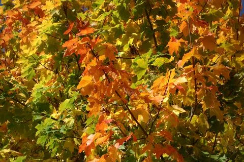 Maple tree in fall colors, close-up Stock Photos