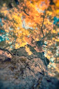 Maple tree with fall colors Stock Photos