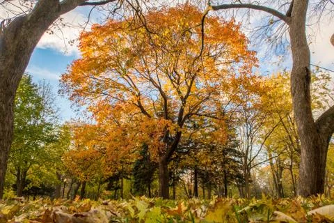 Maple tree fall colors Foto stock