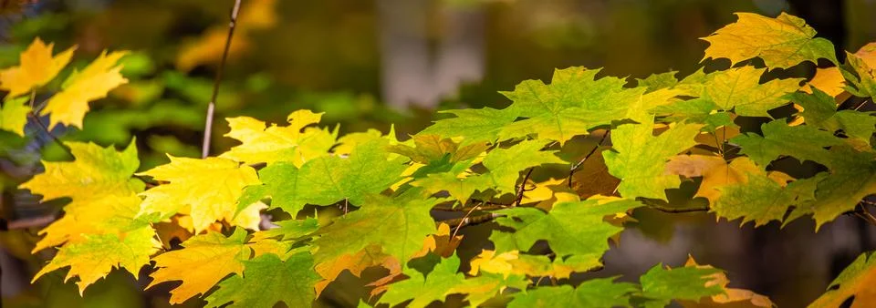Maple tree in the fall with green and yellow leaves Stock Photos