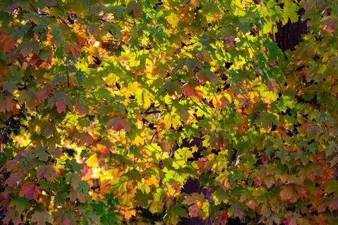 Maple tree in the fall with green, red and yellow leaves Stock Photos