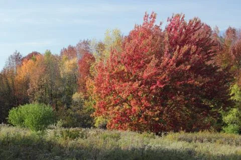 Maple tree in fall Stock Photos