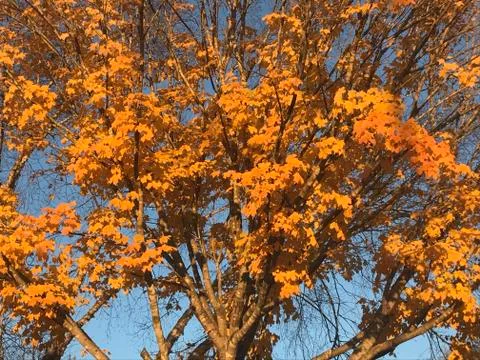 Maple tree in the fall Stock Photos