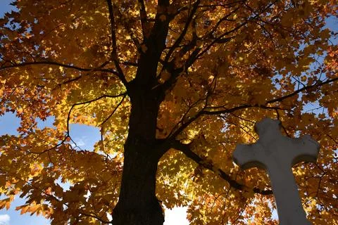 A maple tree in the fall Stock Photos
