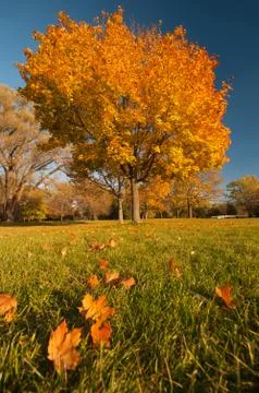 Maple tree on fall season Stock Photos
