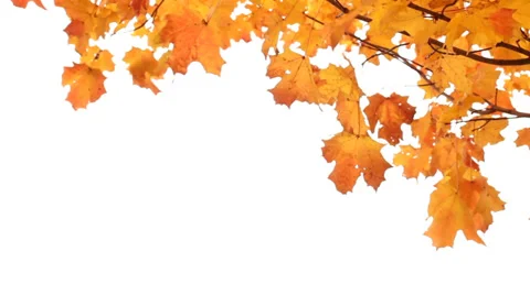 Maple Tree in Fall on White Stock Footage 32283011