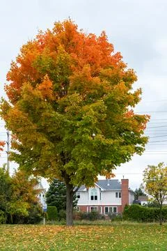 Maple tree with fallen colored leaves on the ground in park in autumn. Stock Photos
