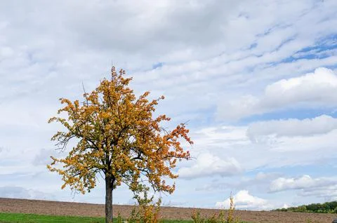 Maple tree with fallen down leaves Stock Photos