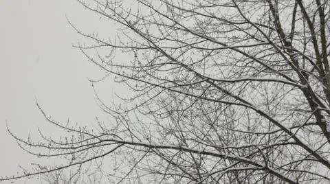 Maple Tree with falling snow 스톡 동영상 34592676