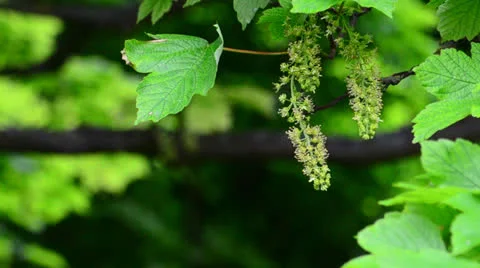 Maple tree in flower 1 Stock Footage 24449939