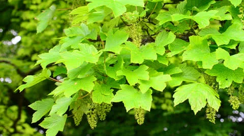 Maple tree in flower 2 Stock Footage 24450503