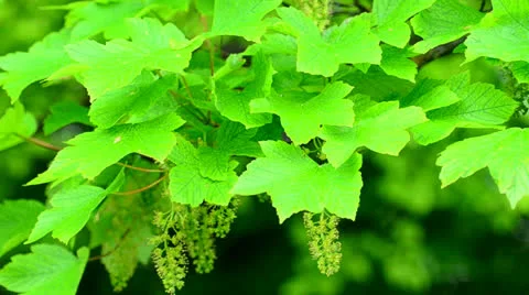Maple tree in flower 3 Stock Footage 24451507
