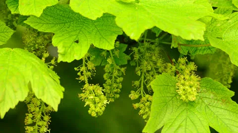 Maple tree in flower 4 Stock Footage 24452386