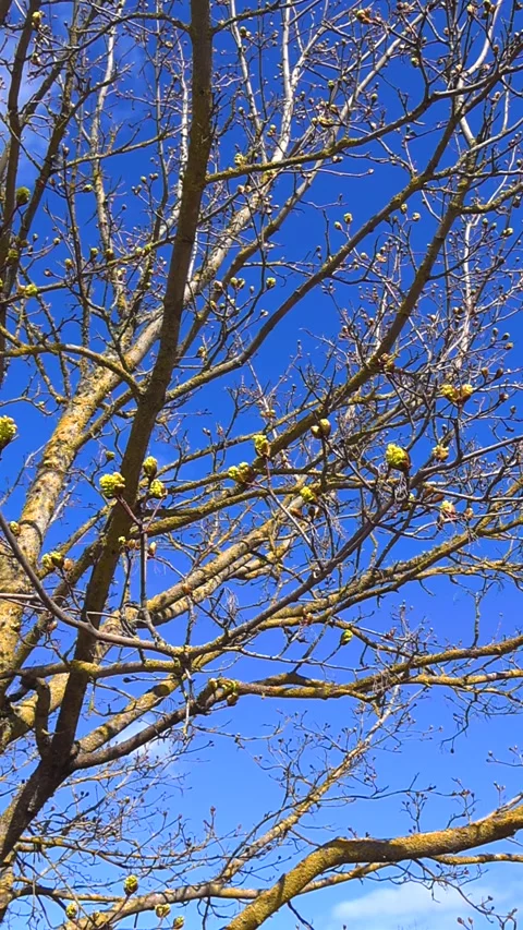 Maple Tree Flowering Buds Blooming in Springtime Against a Blue Sky Stock Footage 334732960