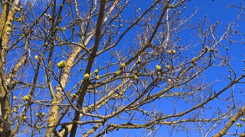 Maple Tree Flowering Buds Blooming in Springtime Sunshine Stock Footage 335189951