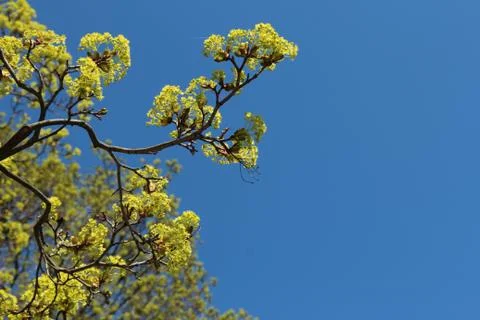 Maple tree flowers against blue sky Stock Photos
