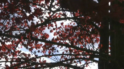 Maple tree Stock Footage 598635