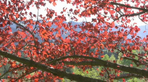 Maple tree Stock Footage 598712