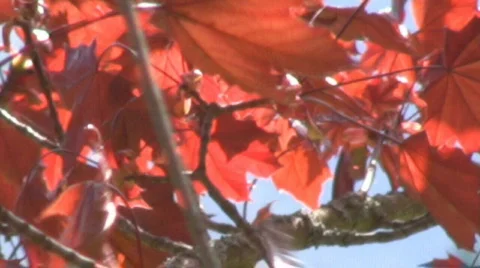 Maple tree Stock Footage 598722