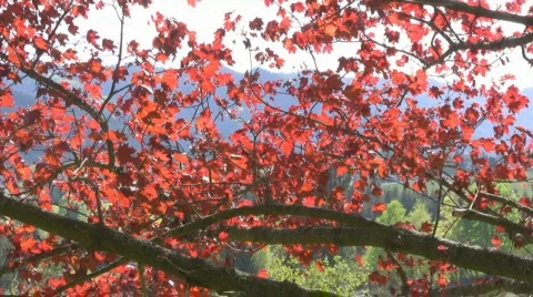 Maple tree Stock Footage 599432