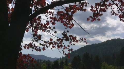 Maple tree Stock Footage 599484