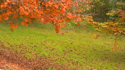 Maple tree Video stock 978182