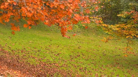 Maple tree Stock Footage 978282