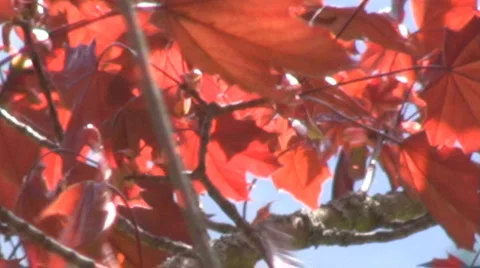 Maple tree Stock Footage 2975828
