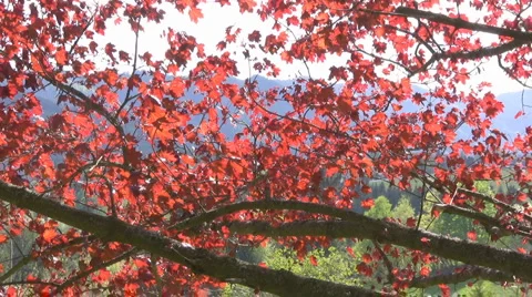 Maple tree Stock Footage 2975837