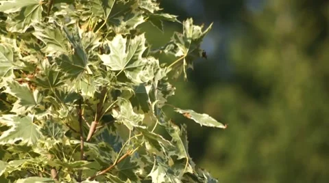 Maple tree Stock Footage 8509086